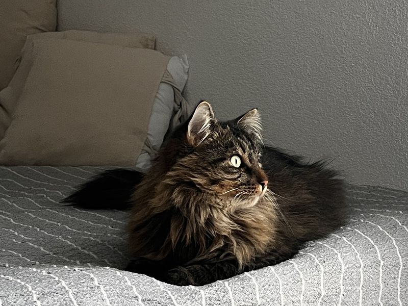 Kater Louis