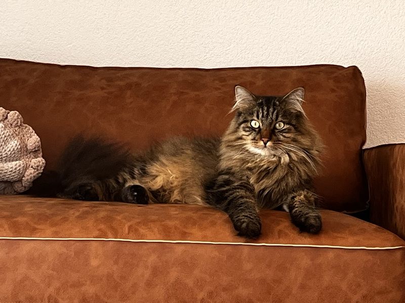 Kater Louis